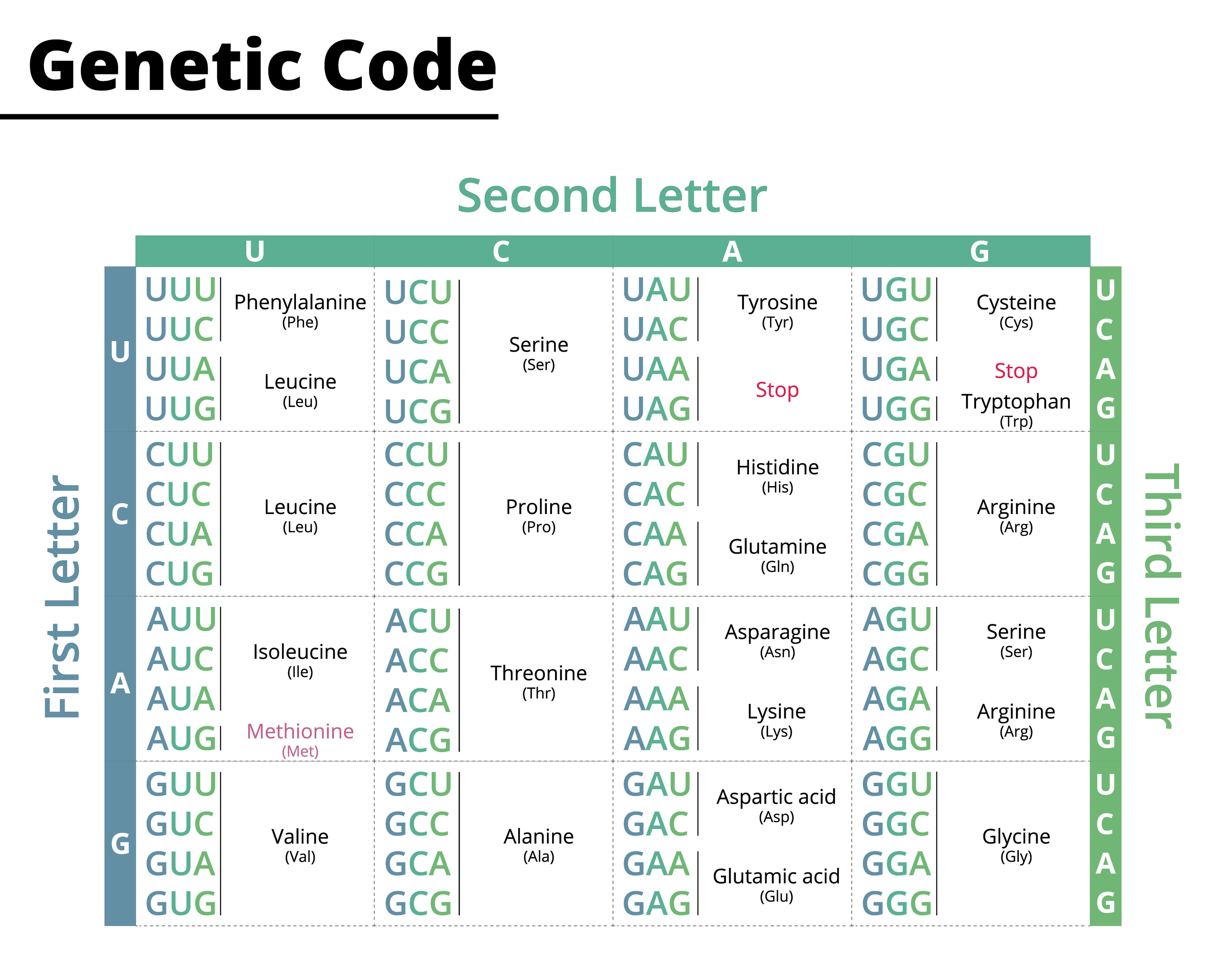 Chart_of_genetic_code.jpeg